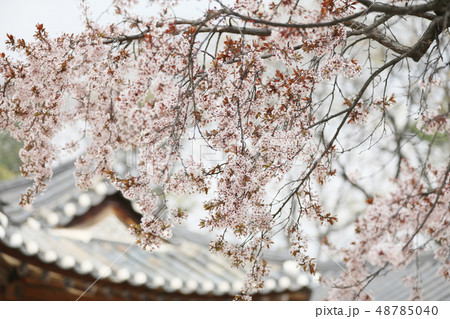 韓国 自然 植物 48785040