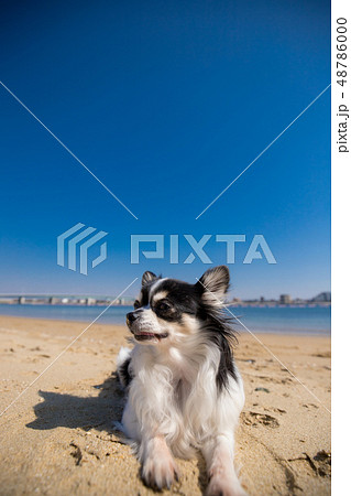真夏の海の砂浜にいる可愛いチワワの写真素材