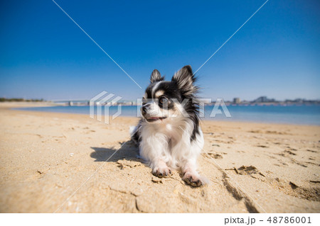 真夏の海の砂浜にいる可愛いチワワの写真素材