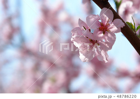 図画 花 植物 48786220