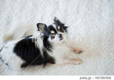 屋内の白い絨毯の上にいる可愛いチワワの写真素材
