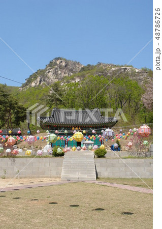 提灯 木 植物 48786726