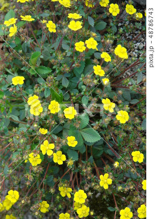 キジムシロ 花 植物 48786743
