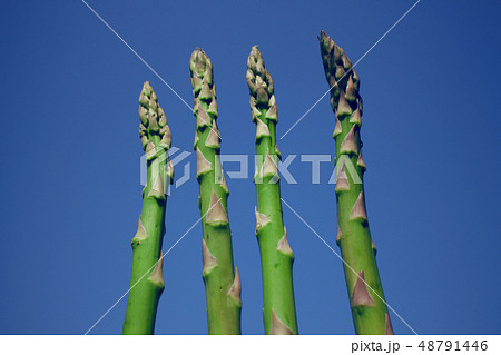 アスパラガス　青空 48791446