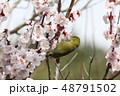梅とメジロ 48791502