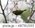 梅とメジロ 48791503