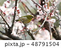 梅とメジロ 48791504