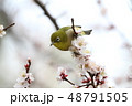 梅とメジロ 48791505