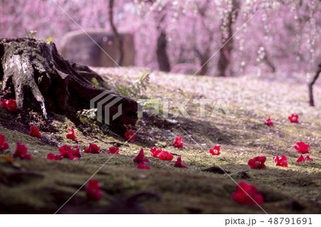 春の城南宮 春の城南宮 48791691