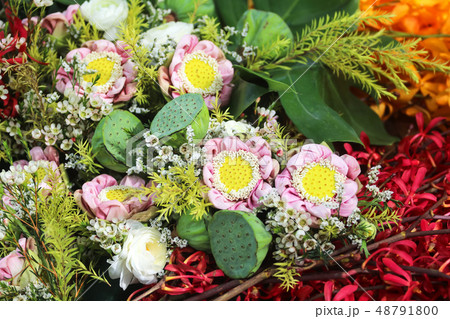 Colorful various species of flower in the tropical Colorful various species of flower in the tropical 48791800