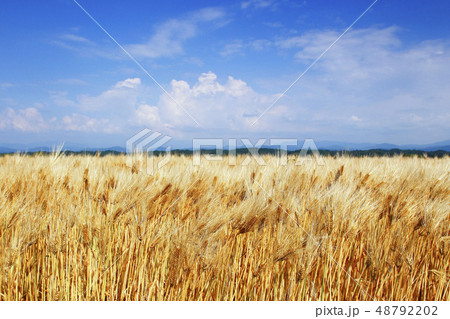 麦 麦秋 麦 麦秋 48792202
