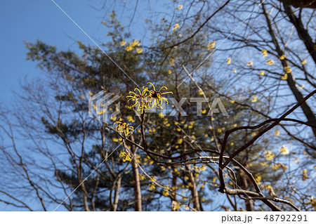 シナマンサク 48792291