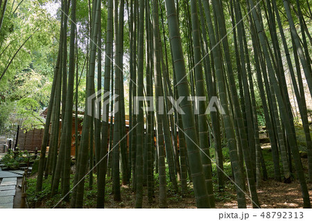 報国寺の竹林と茶席、鎌倉 48792313