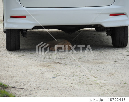野良猫・車の下 48792413