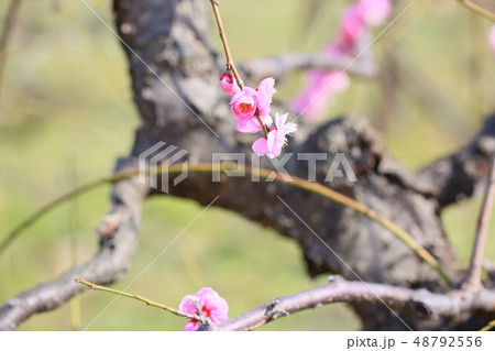 ピンクの梅の花　呉服枝垂れ 48792556