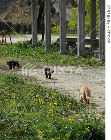 野良猫・三匹 48792667