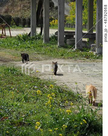 野良猫・三匹 48792668