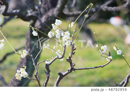 白梅の花　緑咢 48792959