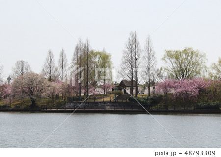 公園の桜 48793309