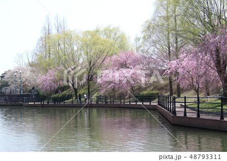 公園の桜 公園の桜 48793311