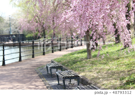 公園の桜 48793312