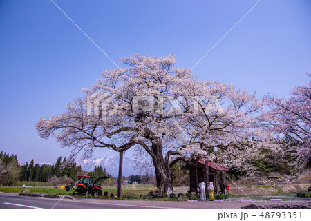 岩手県 雫石町 長山の弘法桜 小さな祠 雪の岩手山 岩手県 雫石町 長山の弘法桜 小さな祠 雪の岩手山 48793351