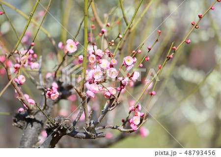 淡桃色の梅の花 鶯宿 淡桃色の梅の花 鶯宿 48793456
