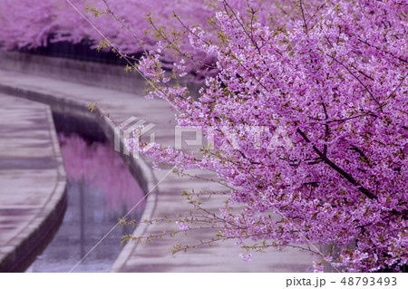 淀水路の河津桜 48793493