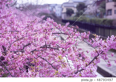 淀水路の河津桜 48793497