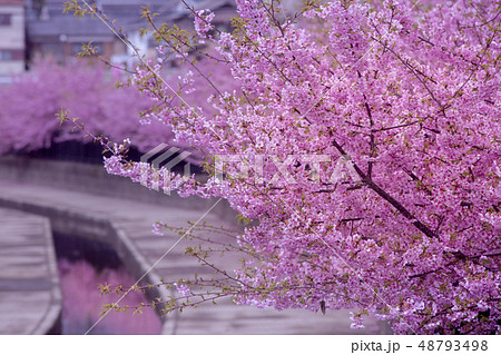 淀水路の河津桜 48793498