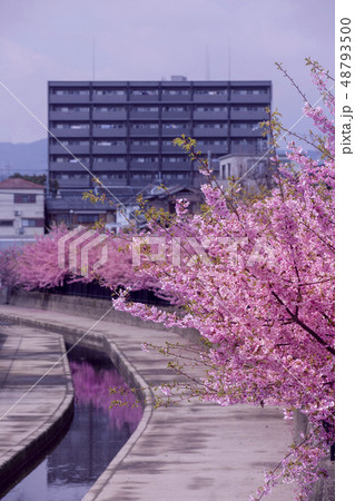 淀水路の河津桜 48793500