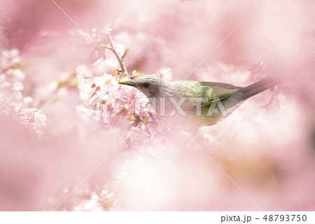 河津桜とヒヨドリ 48793750