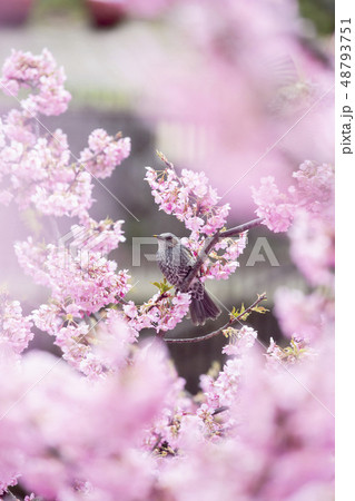 河津桜とヒヨドリ 48793751