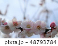 梅の花　早春　 48793784