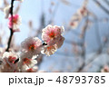 梅の花　早春　 48793785