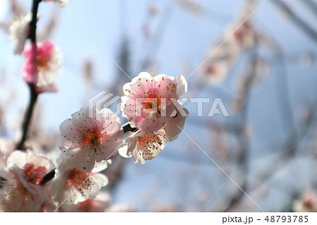 梅の花 早春 梅の花 早春 48793785
