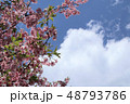 早咲きの桜と青空 48793786