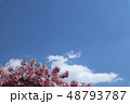 早咲きの桜と青空 48793787