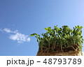 豆苗と青空 48793789