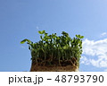 豆苗と青空 48793790