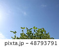 豆苗と青空 48793791