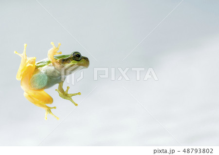 カエル アマガエル カエル アマガエル 48793802
