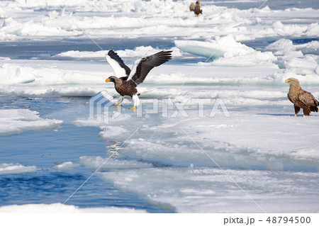鷲 オオワシ 北海道 オホーツク海 遊覧船 クルーズ船 流氷 鷲 オオワシ 北海道 オホーツク海 遊覧船 クルーズ船 流氷 48794500