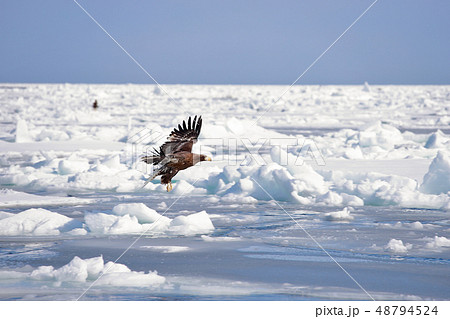 鷲 オオワシ 北海道 オホーツク海 遊覧船 クルーズ船 流氷 鷲 オオワシ 北海道 オホーツク海 遊覧船 クルーズ船 流氷 48794524