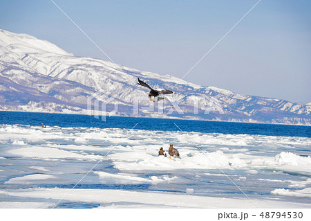 鷲 オオワシ 北海道 オホーツク海 遊覧船 クルーズ船 流氷 鷲 オオワシ 北海道 オホーツク海 遊覧船 クルーズ船 流氷 48794530