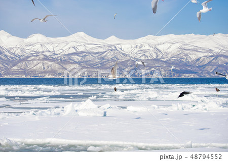鷲 オオワシ 北海道 オホーツク海 遊覧船 クルーズ船 流氷 鷲 オオワシ 北海道 オホーツク海 遊覧船 クルーズ船 流氷 48794552