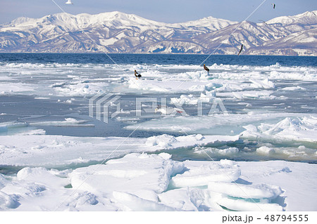 鷲　オオワシ　北海道　オホーツク海　遊覧船　クルーズ船　流氷 48794555