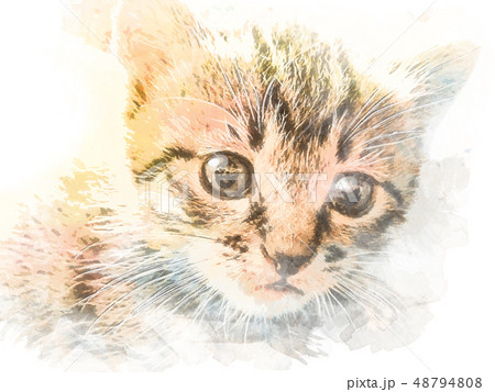 水彩風猫のイラスト素材 [48794808] - PIXTA
