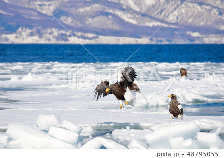 鷲 オオワシ 北海道 オホーツク海 遊覧船 クルーズ船 流氷 鷲 オオワシ 北海道 オホーツク海 遊覧船 クルーズ船 流氷 48795055