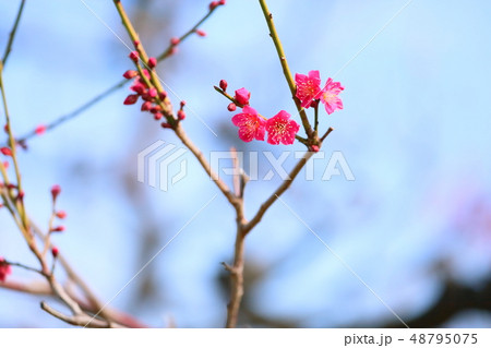 ピンクの梅の花 紅千鳥 ピンクの梅の花 紅千鳥 48795075
